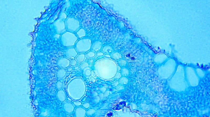 Poa Leaf cs stock photo