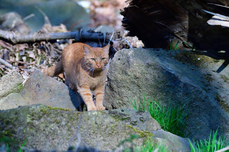 Poaching cat at a river stock photo. Image of outdoors 135099222