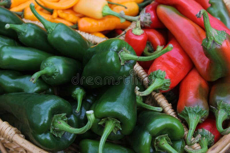 Poblano Peppers with Asian Red Peppers and Yellow Chili Peppers Stock