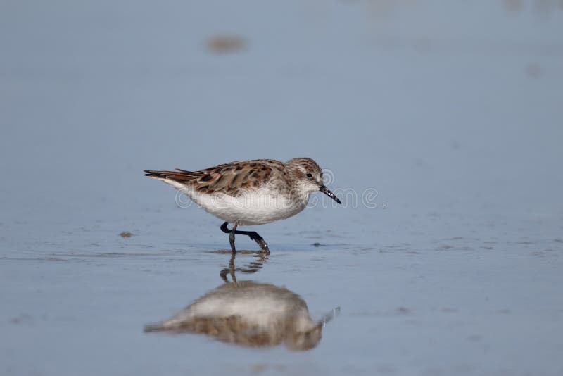 Poca restricción, minuta del Calidris foto de archivo libre de regalías Poca restricción, minuta del Calidris foto de archivo libre de regalías