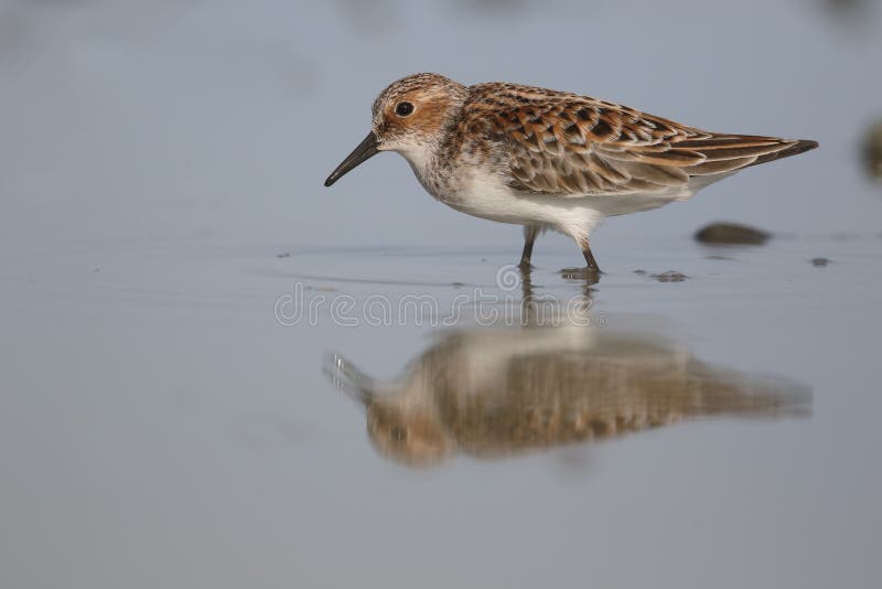 Poca restricción, minuta del Calidris imagen de archivo libre de regalías Poca restricción, minuta del Calidris imagen de archivo libre de regalías