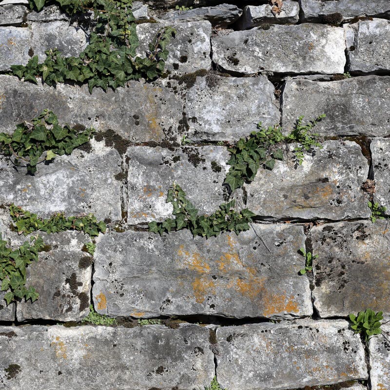 Pocas hojas de Ive que crecen en Grey Tile Wall medieval fotografía de archivo Pocas hojas de Ive que crecen en Grey Tile Wall medieval fotografía de archivo
