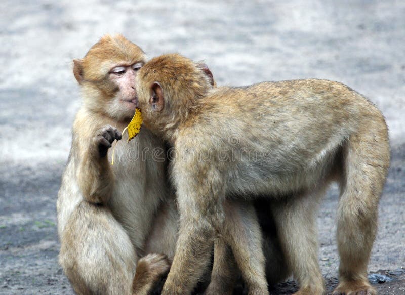 A portrait of two baby baboons pictured kissing each other. A portrait of two baby baboons pictured kissing each other