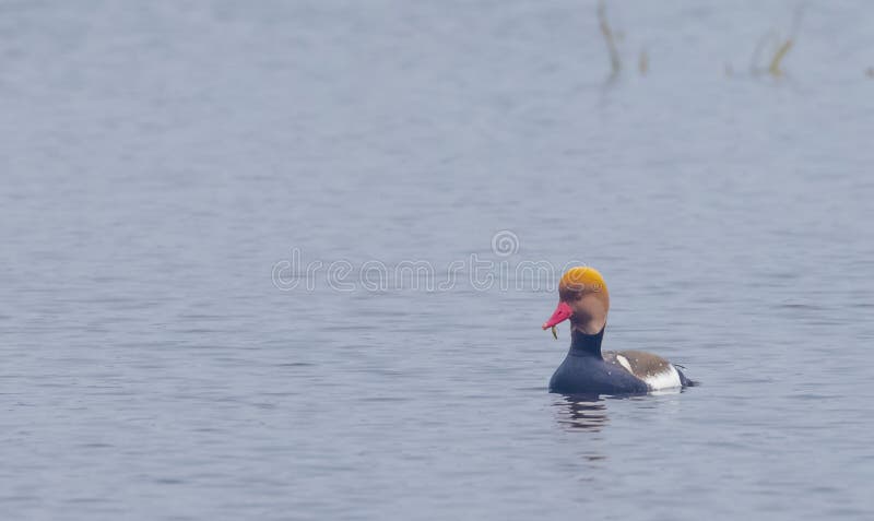 Pochard rouge. RedCrested Pochard Netta rufina canard flottant dans le plan d'eau à la forêt.