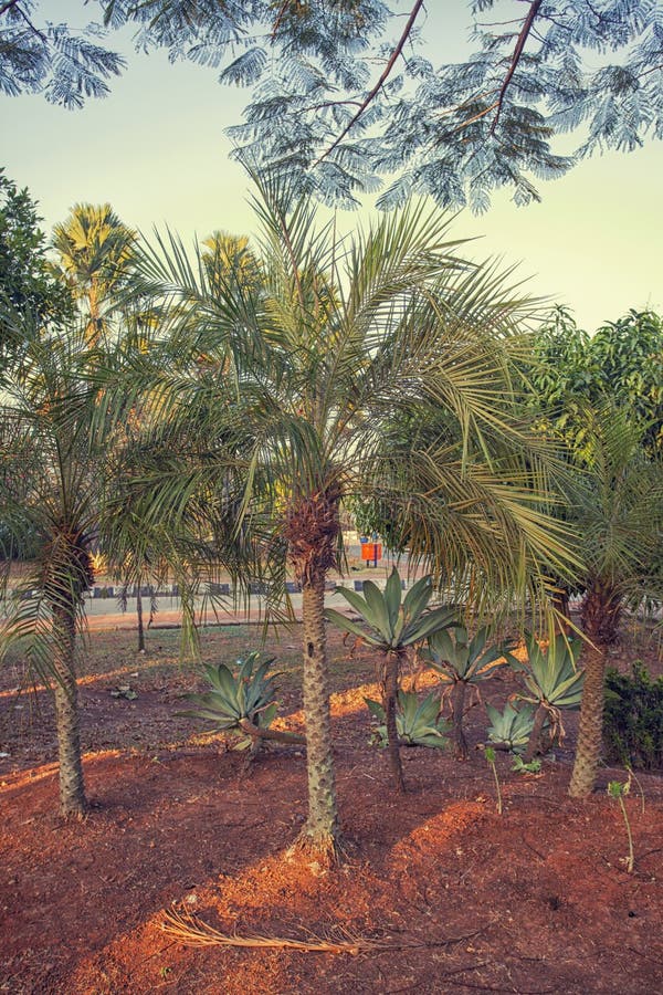 Poche palme nel giardino fotografia stock libera da diritti