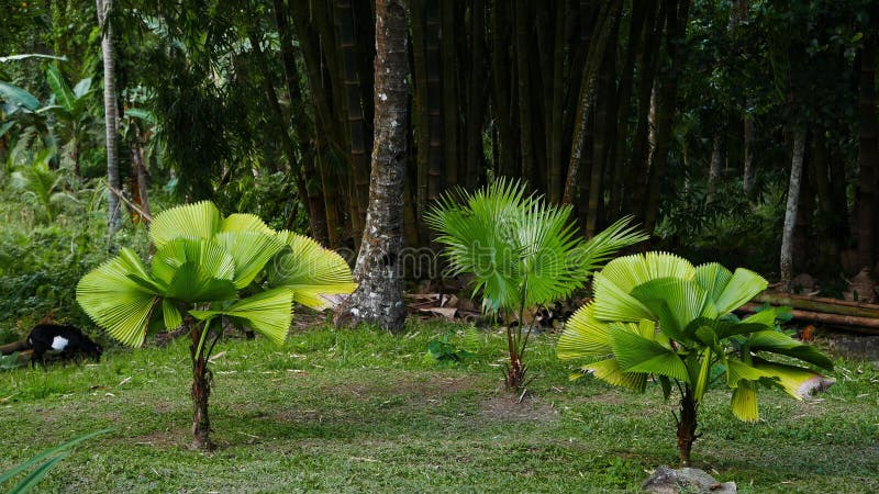 Poche palme nel giardino tropicale