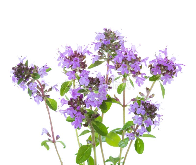Pochi ramoscelli di fioritura del serpyllum del timo del timo selvaggio isolati su fondo bianco immagine stock Pochi ramoscelli di fioritura del serpyllum del timo del timo selvaggio isolati su fondo bianco immagine stock