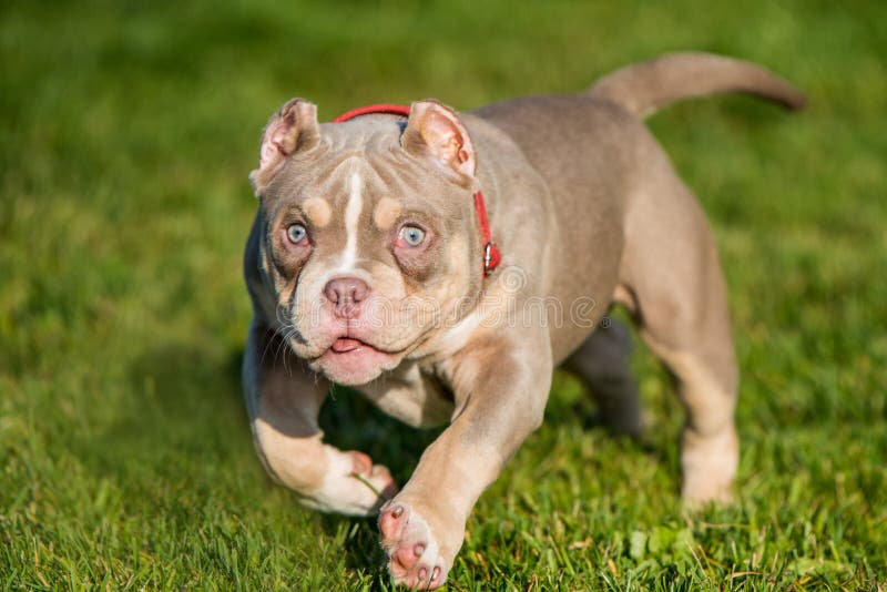 American Bully Pocket Stock Photo - Download Image Now - American