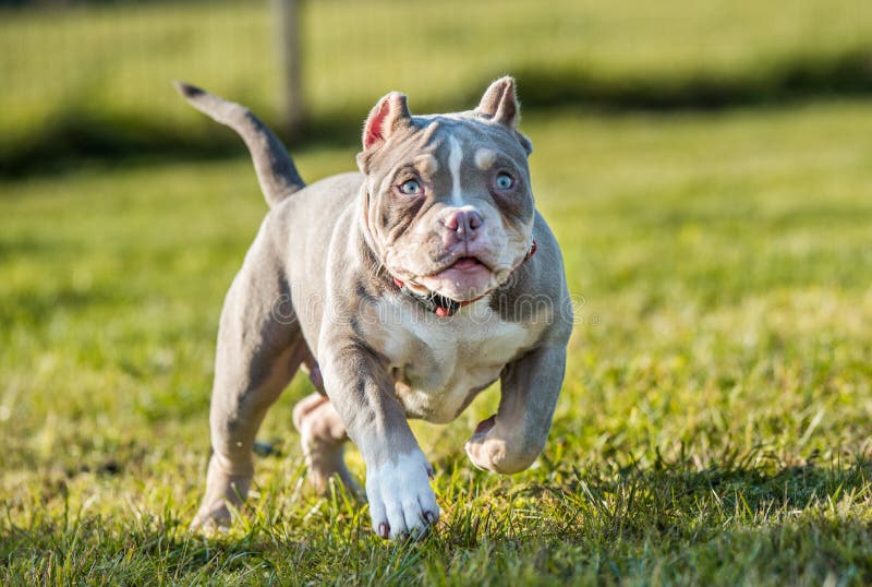 American Bully Pocket Stock Photo - Download Image Now - American