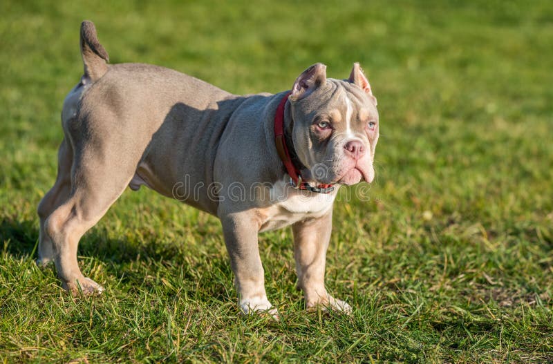 American Bully Pocket Stock Photo - Download Image Now - American