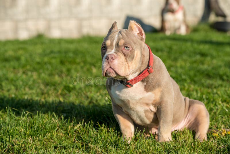 American Bully Pocket Stock Photo - Download Image Now - American