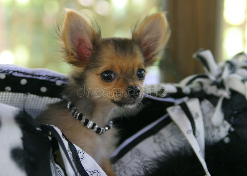 Chihuahua purse 2025