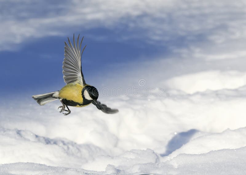 Poco bello capezzolo vola largamente spandendo le sue ali sopra un nevoso fotografie stock Poco bello capezzolo vola largamente spandendo le sue ali sopra un nevoso fotografie stock
