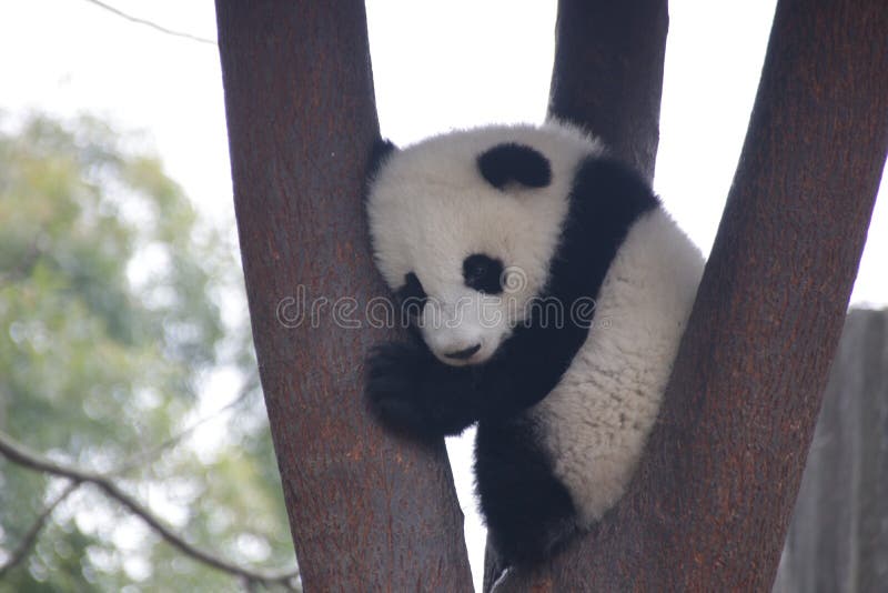 Poco centro de Panda Cubin Chengdu Panda Breeding del bebé, China foto de archivo libre de regalías Poco centro de Panda Cubin Chengdu Panda Breeding del bebé, China foto de archivo libre de regalías