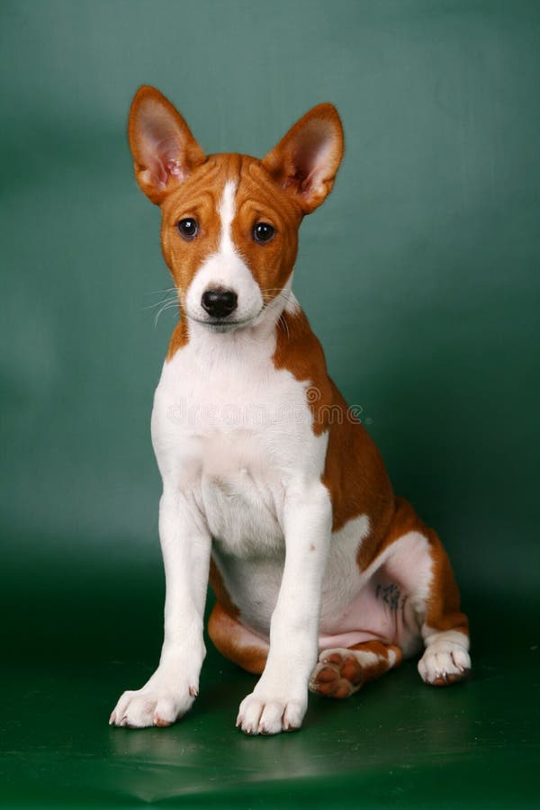 Cucciolo di Basenji piccolo fotografia stock