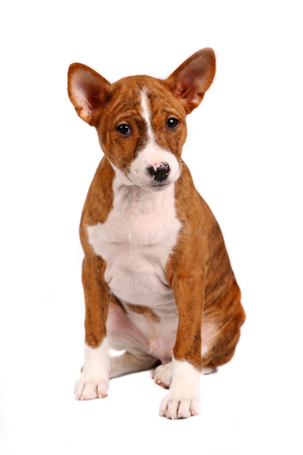 Cucciolo di Basenji su sfondo bianco fotografie stock