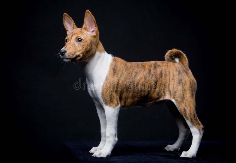 Cucciolo di Basenji su sfondo nero fotografie stock