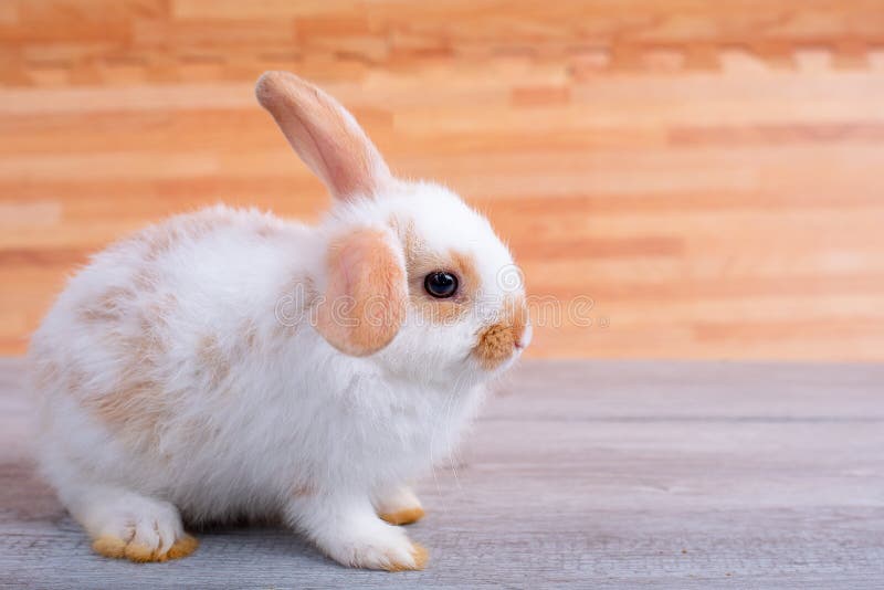 Poco estancia adorable del conejo de conejito en la tabla gris con el modelo de madera marrón como fondo fotografía de archivo Poco estancia adorable del conejo de conejito en la tabla gris con el modelo de madera marrón como fondo fotografía de archivo