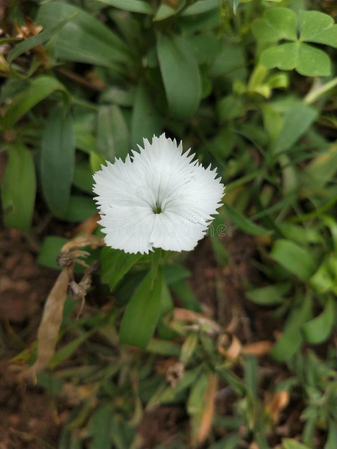 Poco fiore bianco immagini stock libere da diritti Poco fiore bianco immagini stock libere da diritti