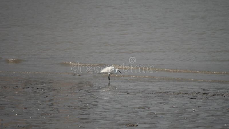 Poco garceta que camina a lo largo del banco del río Huangpu que busca la comida en el día soleado, cámara lenta, vídeo 4K