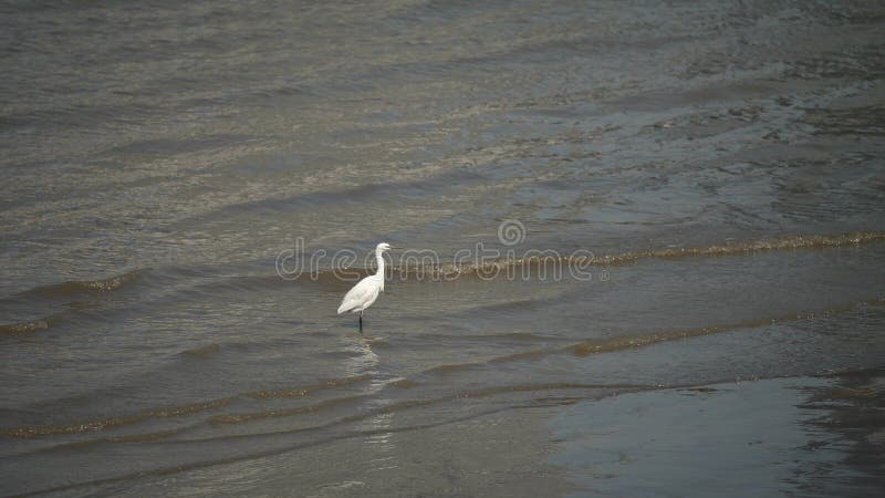 Poco garceta que camina a lo largo del banco del río Huangpu que busca la comida en el día soleado, cámara lenta, vídeo 4K