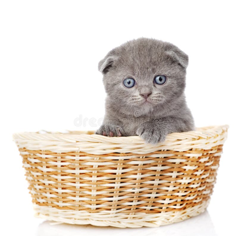 Poco gatito británico del shorthair que se sienta en cesta en w fotos de archivo libres de regalías Poco gatito británico del shorthair que se sienta en cesta en w fotos de archivo libres de regalías