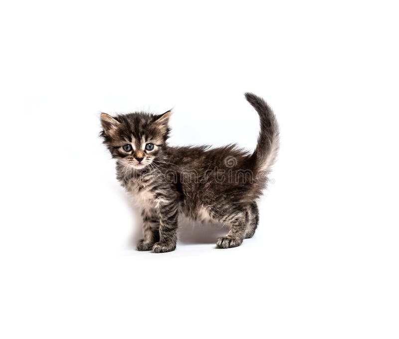 Poco gatito rayado aislado imagen de archivo libre de regalías Poco gatito rayado aislado imagen de archivo libre de regalías