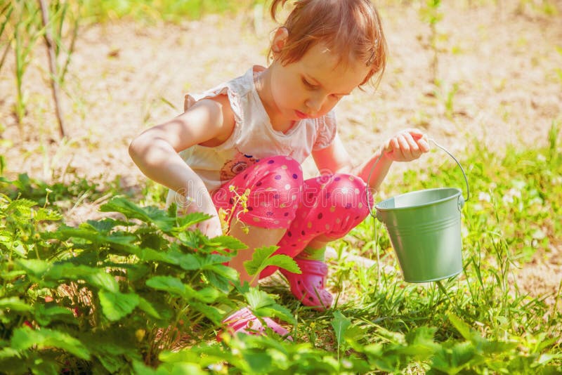 Poco muchacha linda del niño que se divierte en granja de la fresa en verano Ni?o que come el alimento biol?gico sano, bayas fres imagen de archivo Poco muchacha linda del niño que se divierte en granja de la fresa en verano Ni?o que come el alimento biol?gico sano, bayas fres imagen de archivo
