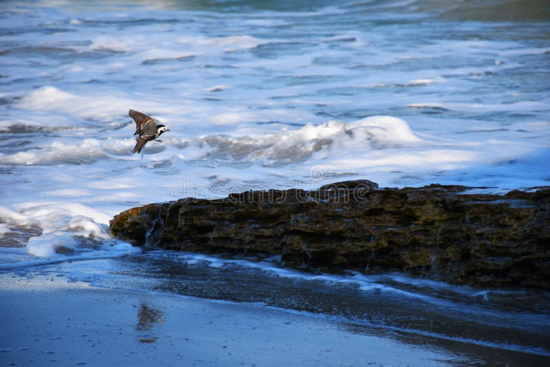 Poco p?jaro en una piedra por el mar imágenes de archivo libres de regalías Poco p?jaro en una piedra por el mar imágenes de archivo libres de regalías
