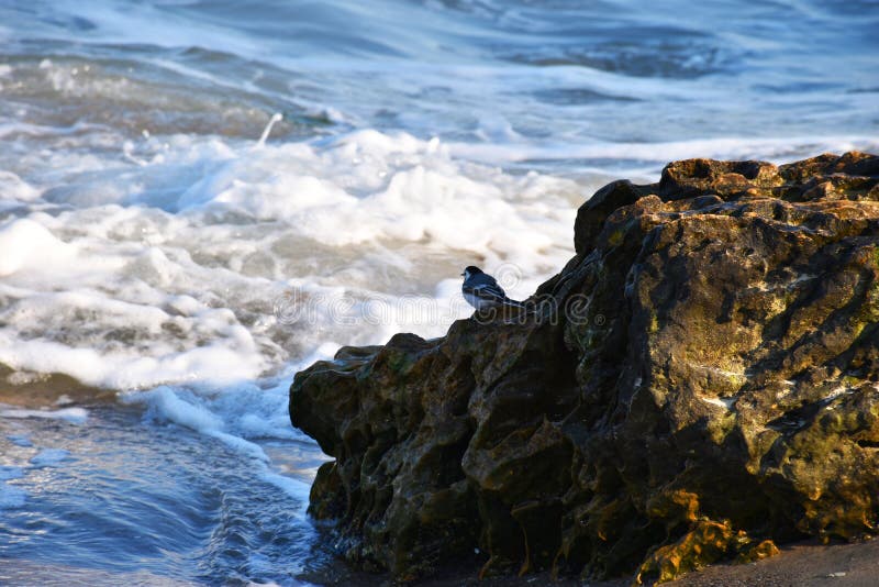Poco p?jaro en una piedra por el mar foto de archivo libre de regalías Poco p?jaro en una piedra por el mar foto de archivo libre de regalías