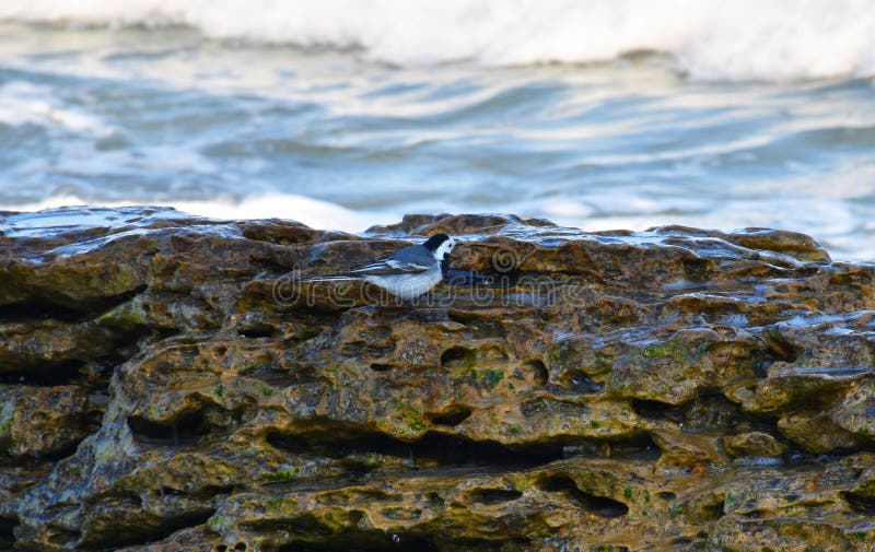 Poco pájaro en una piedra por el mar fotos de archivo Poco pájaro en una piedra por el mar fotos de archivo
