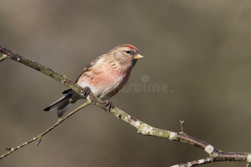 Poco redpoll, cabaret di Acanthis immagine stock Poco redpoll, cabaret di Acanthis immagine stock