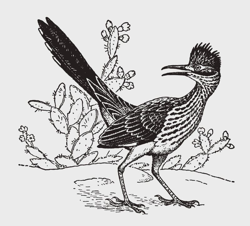 Poco velox del geococcyx del roadrunner che si siede davanti alle piante di un cactus e che guarda indietro royalty illustrazione gratis Poco velox del geococcyx del roadrunner che si siede davanti alle piante di un cactus e che guarda indietro royalty illustrazione gratis