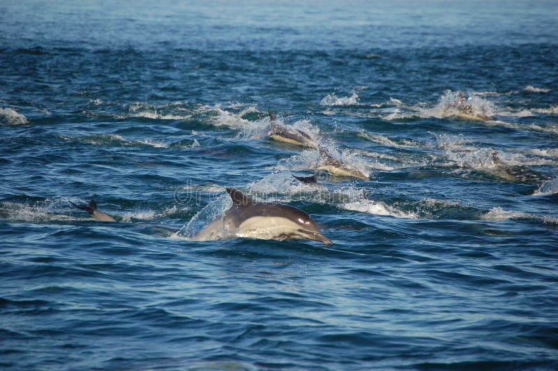 Pod of Common Dolphins