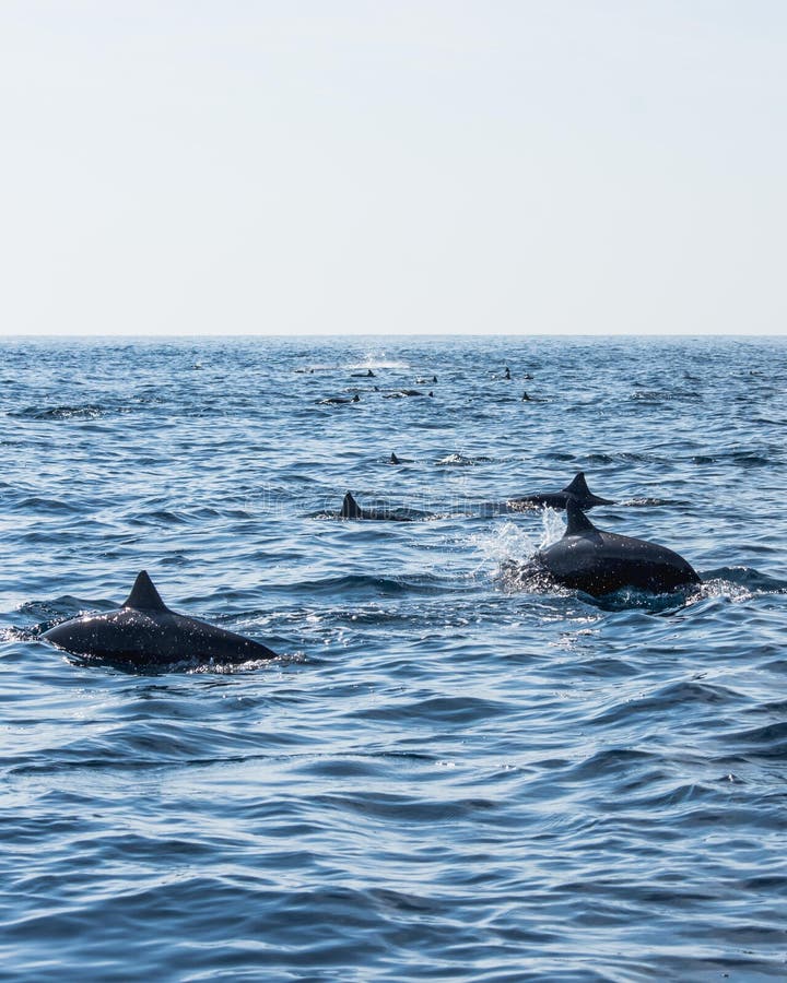 Pod of Dolphins. royalty free stock image Pod of Dolphins. royalty free stock image