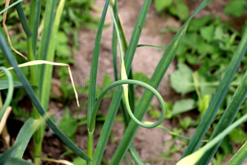 Garlic pod stock image. Image of background, reflection 54826737