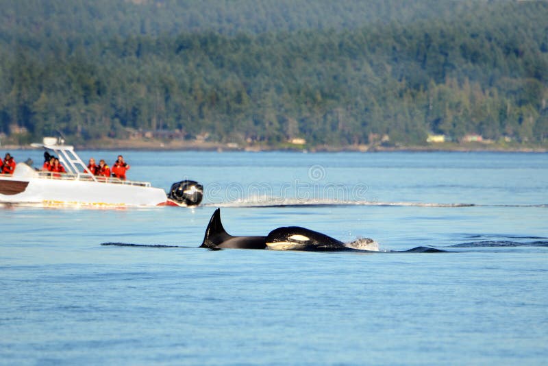 Pod of Orca Killer whale swimming, with whale watching boat in the background, Victoria, Canada stock photos Pod of Orca Killer whale swimming, with whale watching boat in the background, Victoria, Canada stock photos