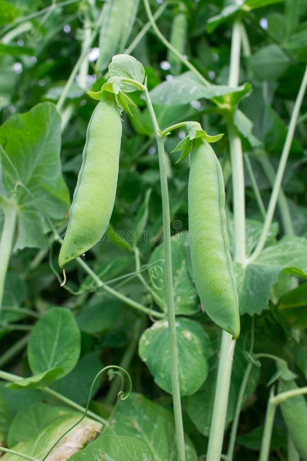 Pod peas grows stock photo. Image of harvesting, backgrounds 42141258