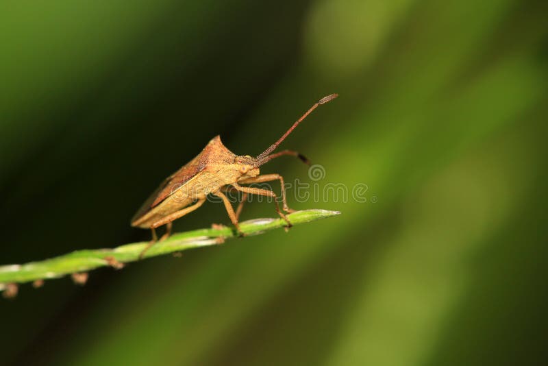 A pod sucking bug royalty free stock photography