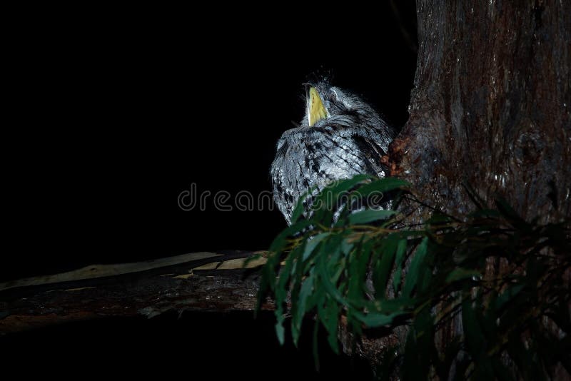 Podargus strigoides - Tawny Frogmouth kozodój od Australia, siedzi na drzewie zdjęcie stock Podargus strigoides - Tawny Frogmouth kozodój od Australia, siedzi na drzewie zdjęcie stock