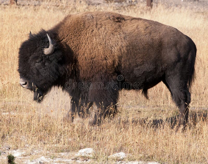 Poderoso bisonte en el parque nacional de piedra amarilla imagen de archivo libre de regalías