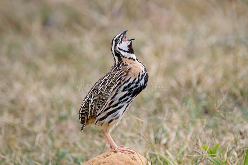 Podeszczowego przepiórki Coturnix coromandelica ptaków Męski Dzwonić fotografia royalty free Podeszczowego przepiórki Coturnix coromandelica ptaków Męski Dzwonić fotografia royalty free