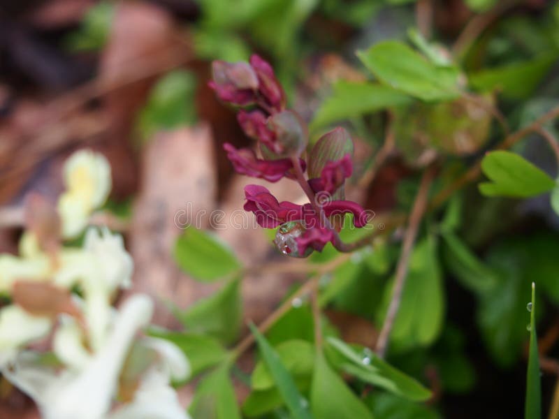Podeszczowej wody rosa i czerwieni purpury kwitniemy Corydalis solida, Berlin dahlem ogród botaniczny fotografia stock Podeszczowej wody rosa i czerwieni purpury kwitniemy Corydalis solida, Berlin dahlem ogród botaniczny fotografia stock