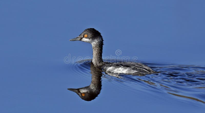 Podiceps nigricollis, Zwarte halsfuut royalty-vrije stock afbeelding