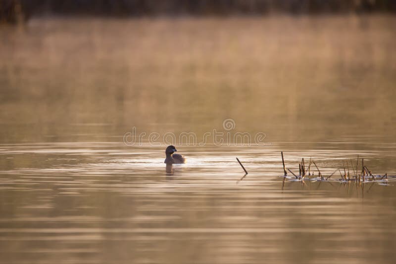 Podilimbo nelle piume di primavera che galleggiano nel lago durante l'ora dorata di primo mattino nebbioso fotografie stock libere da diritti Podilimbo nelle piume di primavera che galleggiano nel lago durante l'ora dorata di primo mattino nebbioso fotografie stock libere da diritti