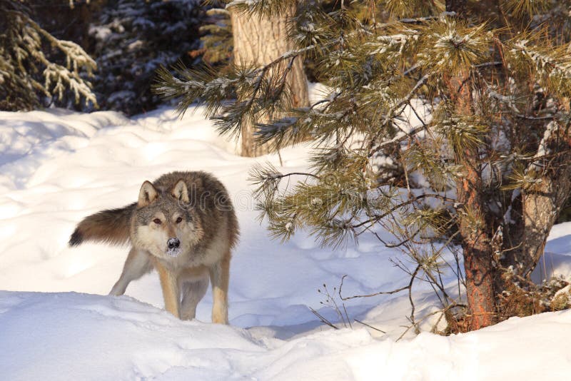 A timber wolf hunting prey in the forest. A timber wolf hunting prey in the forest