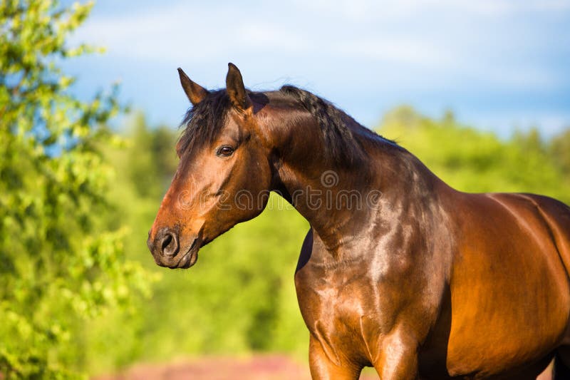 Bay horse portrait in summer time. Bay horse portrait in summer time