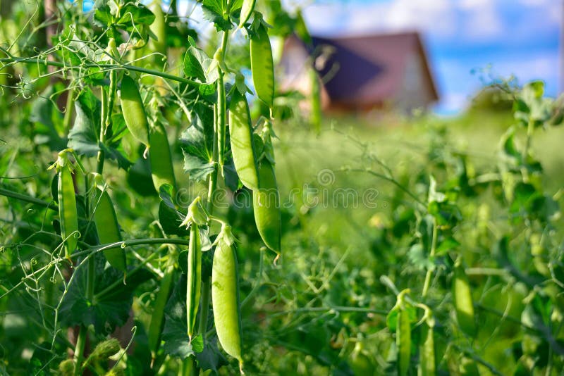 Pods av juicy mogna gröna ärter på en gren i trädgården mot bakgrund av landskapet och den blå himlen Naturlig arkivfoto Pods av juicy mogna gröna ärter på en gren i trädgården mot bakgrund av landskapet och den blå himlen Naturlig arkivfoto