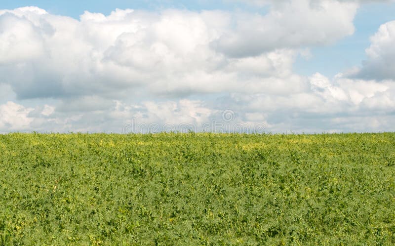 Pods of green peas