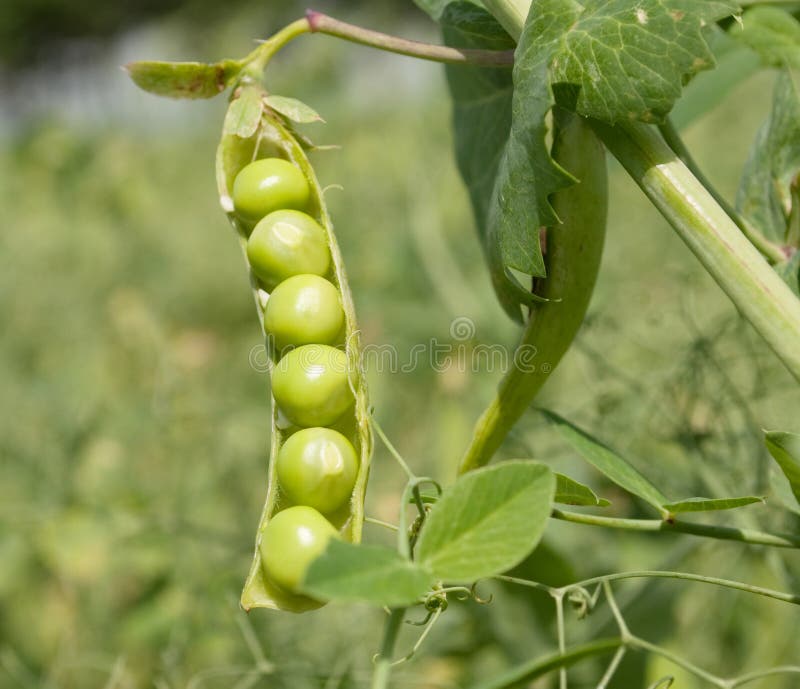 Pods of green peas